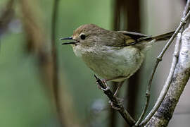 Large-billed Scrubwren