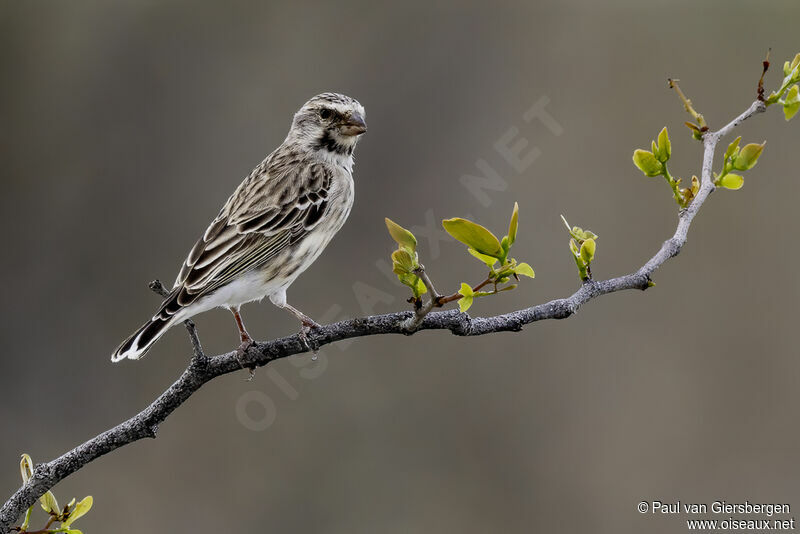 Serin à gorge noireadulte