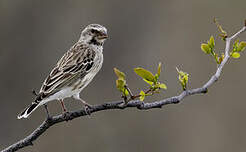 Serin à gorge noire