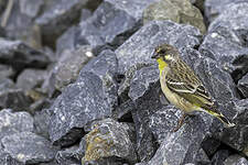 Serin à poitrine citron