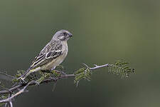 Serin à poitrine citron