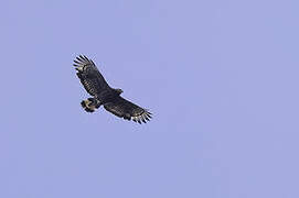 Mountain Serpent Eagle