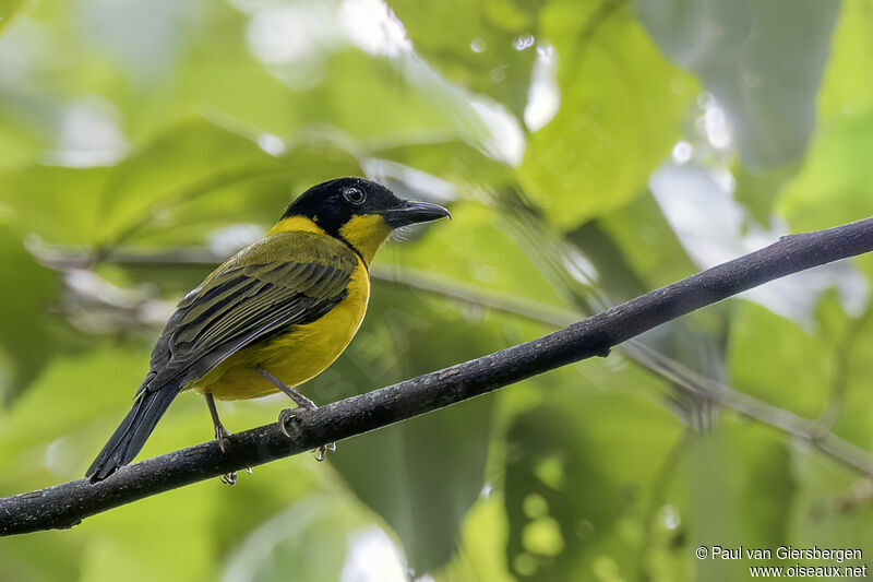 Oriole Whistler male adult