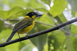 Oriole Whistler