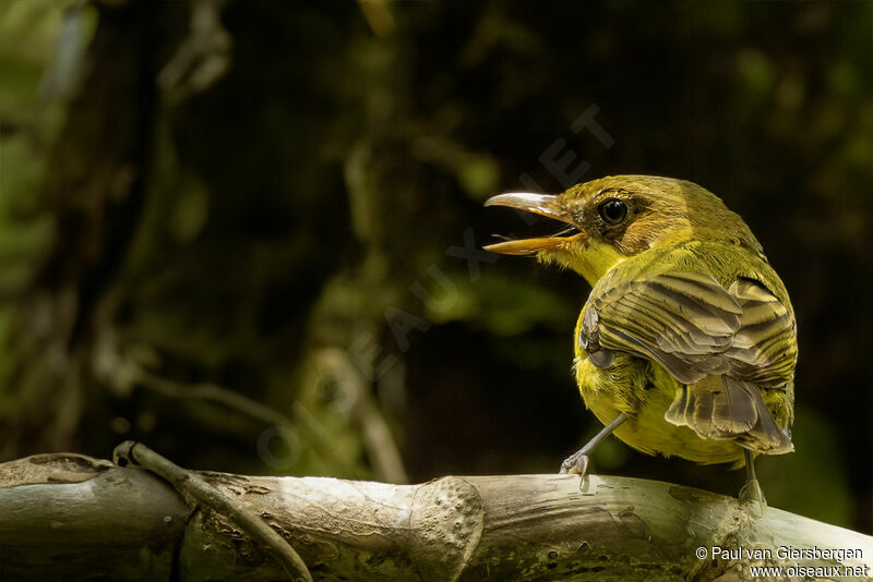 Oriole Whistler female adult