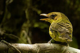 Oriole Whistler