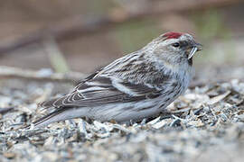 Redpoll