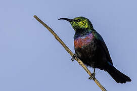 Marico Sunbird