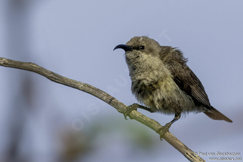 Marico Sunbird female adult