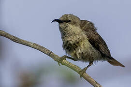 Marico Sunbird