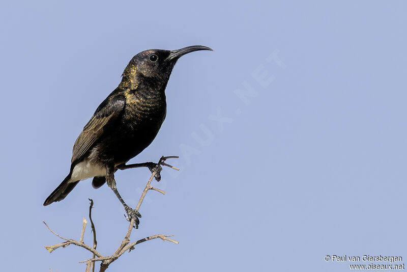 Dusky Sunbird male adult breeding