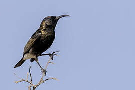 Dusky Sunbird