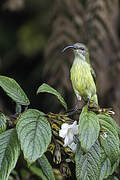 Metallic-winged Sunbird