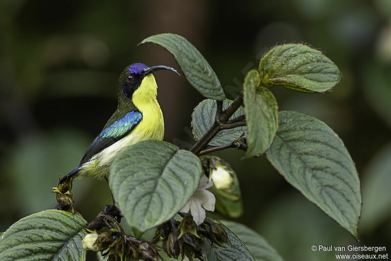 Metallic-winged Sunbird male adult