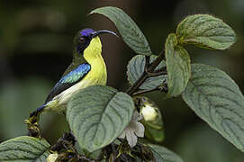 Metallic-winged Sunbird