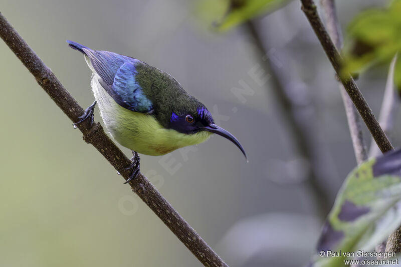 Metallic-winged Sunbird male adult