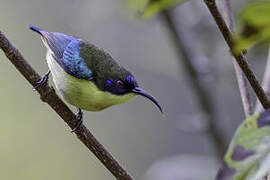 Metallic-winged Sunbird