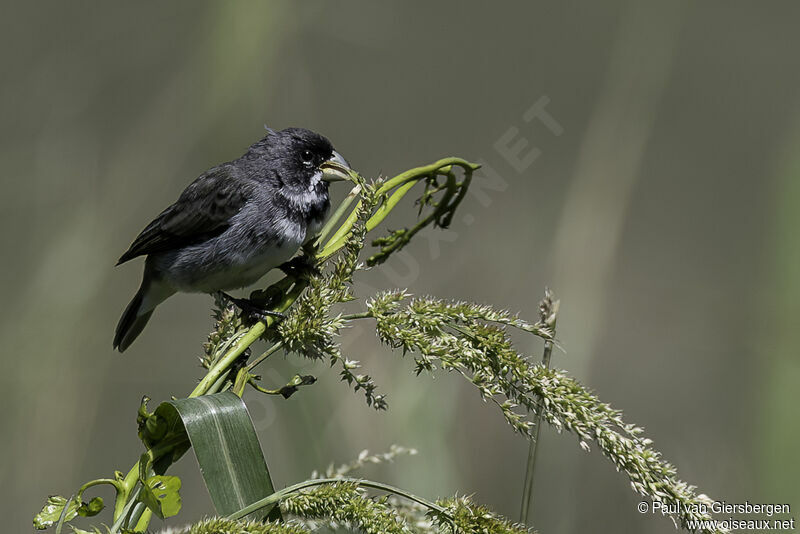 Double-collared Seedeater male adult