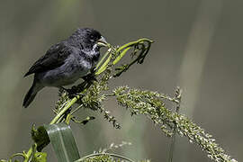 Double-collared Seedeater