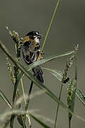 Rusty-collared Seedeater