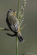 Tawny-bellied Seedeater