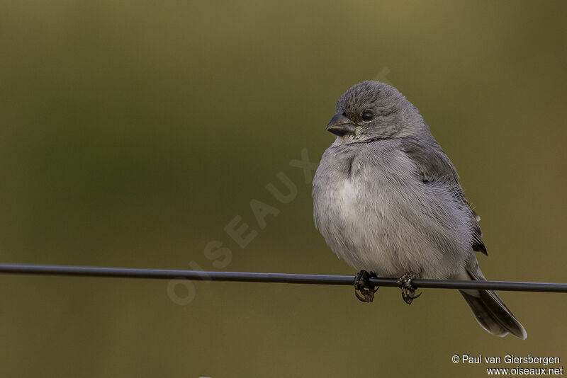 Sporophile gris-de-plombadulte