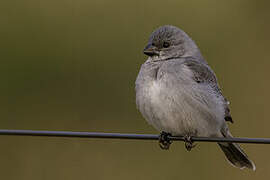 Plumbeous Seedeater