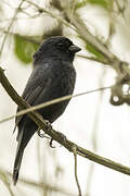 Blackish-blue Seedeater