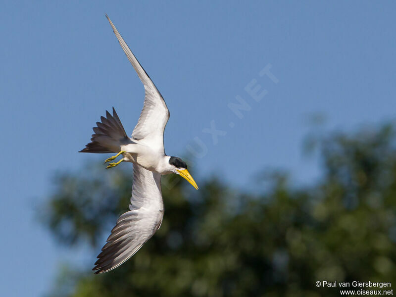 Large-billed Ternadult