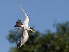 Large-billed Tern