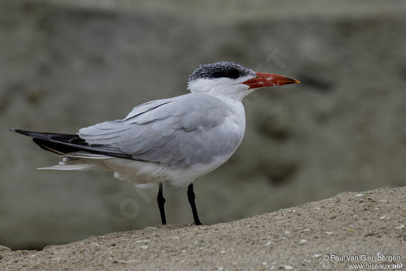 Caspian Tern