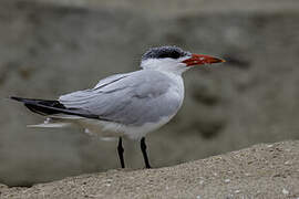 Caspian Tern