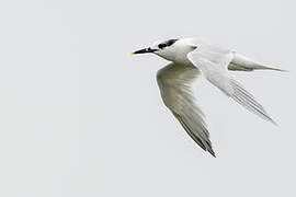 Sandwich Tern