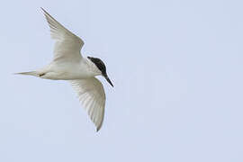 Damara Tern