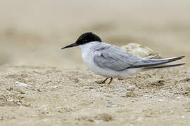 Damara Tern