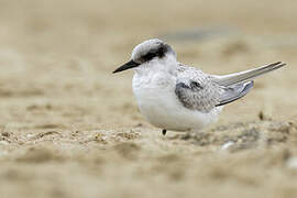 Damara Tern