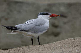 Greater Crested Tern