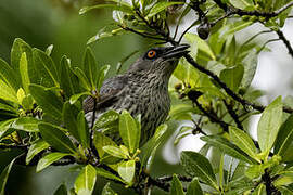 Singing Starling