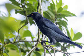 Singing Starling