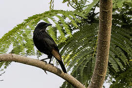 Brown-winged Starling