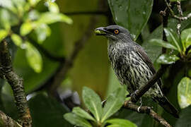 Metallic Starling