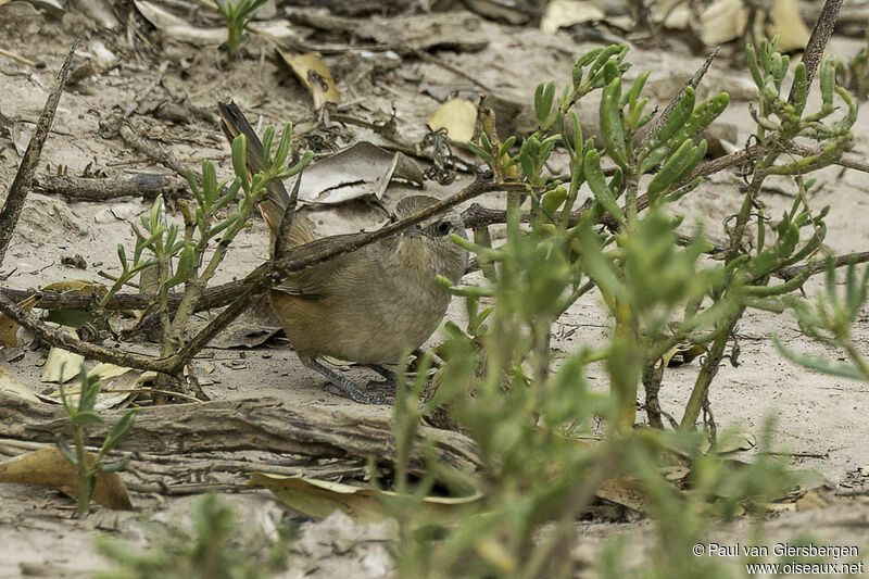 Short-billed Canasteroadult