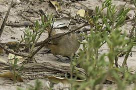 Short-billed Canastero