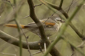 Stripe-crowned Spinetail