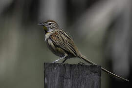 Chotoy Spinetail