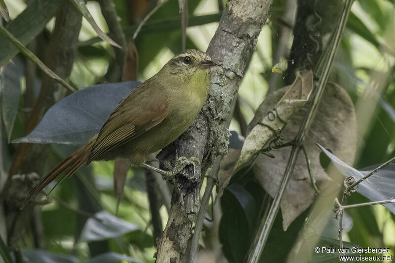 Olive Spinetailadult