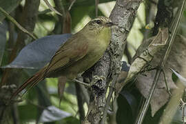 Olive Spinetail