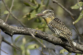 Chaco Puffbird