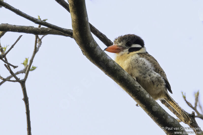 White-eared Puffbirdadult