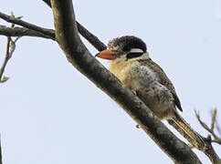 White-eared Puffbird